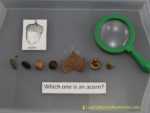 Acorn nature discovery table