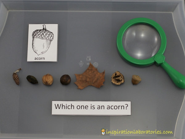 Acorn nature discovery table