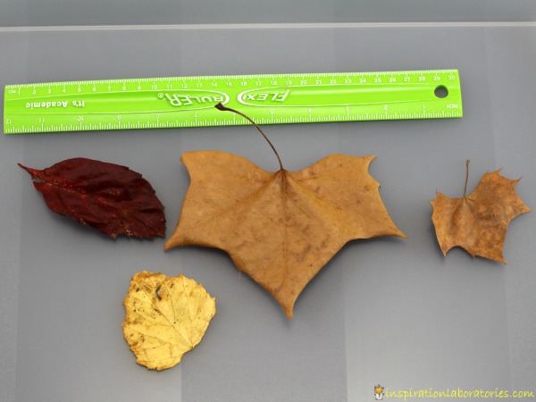 Leaf Measurement and Sorting Activity inspired by Red Leaf, Yellow Leaf by Lois Ehlert