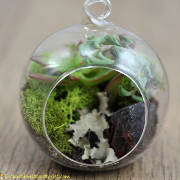 terrarium ornament with succulents, soil, moss, and lichen
