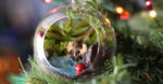 terrarium ornaments fb