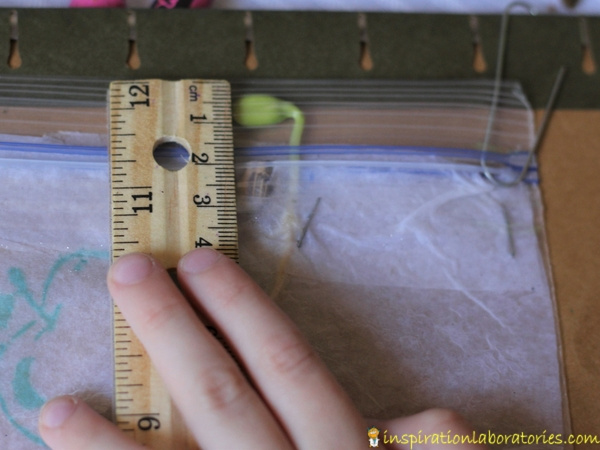 measure germinating sunflower seed with ruler