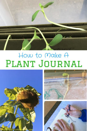 Make a plant journal to learn about plants and watch them grow from seed to flower.