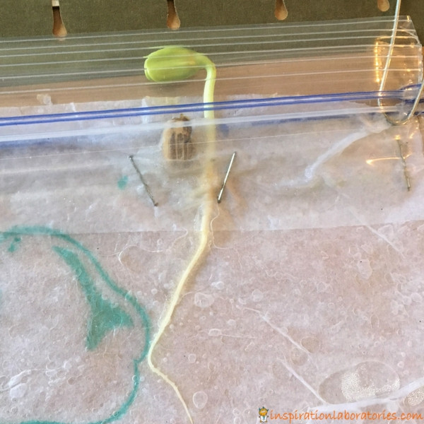 sunflower seed germinating in plastic bag