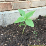 Make a plant journal to learn about plants and watch them grow from seed to flower.