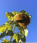 Make a plant journal to learn about plants and watch them grow from seed to flower.