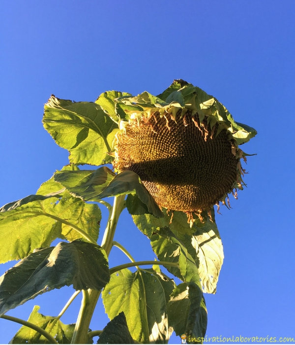 tall sunflower plant