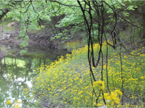 yellow flowers next to water