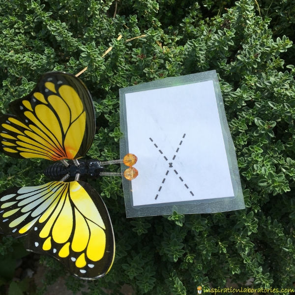 letter X next to a butterfly on a plant