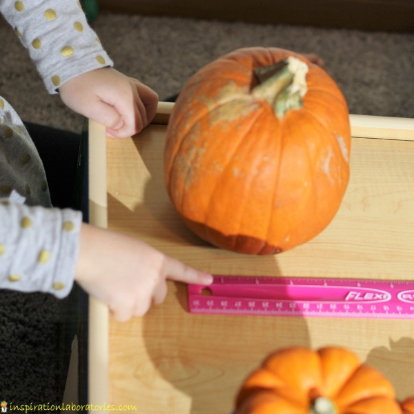 measuring a pumpkin with a ruler