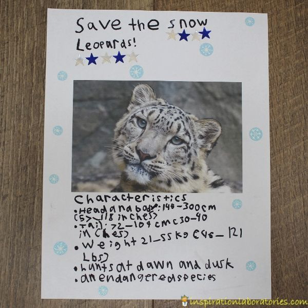 endangered species snow leopard poster | Inspiration Laboratories