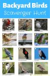 Backyard Birds Scavenger Hunt pin1