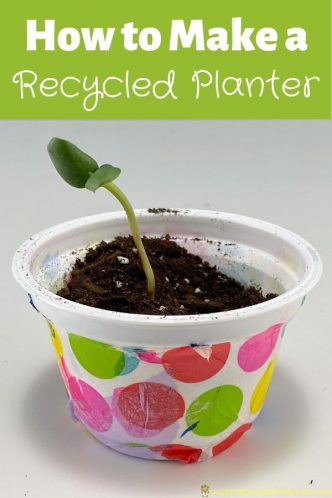 sunflower seedling planted in a yogurt cup