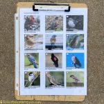 bird scavenger hunt sq