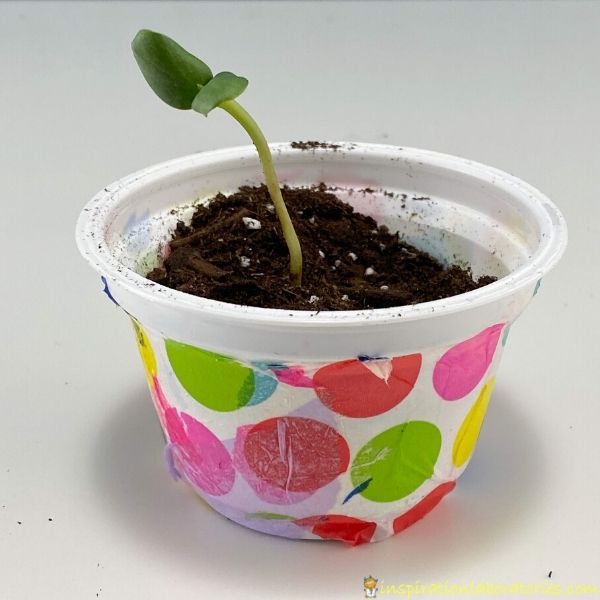 sunflower seedling planted in a yogurt cup decorated with polka dot tissue paper
